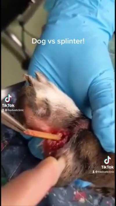 Poor pup with a big splinter