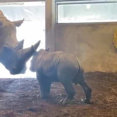 Today is World Rhino Day. Moloto, a 5-month-old tank of cuteness, is vital to the continued survival of the species. Young rhinos are high energy, curious, and extremely playful.