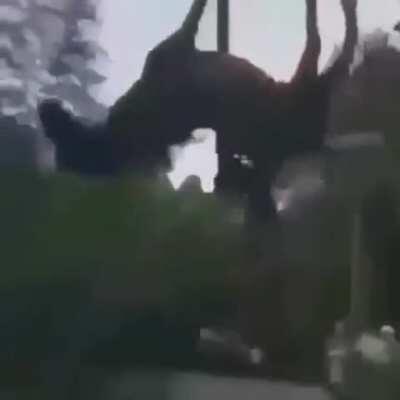 When The Pega IS SUS🔥🔥🔥🔥🥵🥵🥵😱🤣🤣🤣🤣😘😘✨✨👀👀👀👀