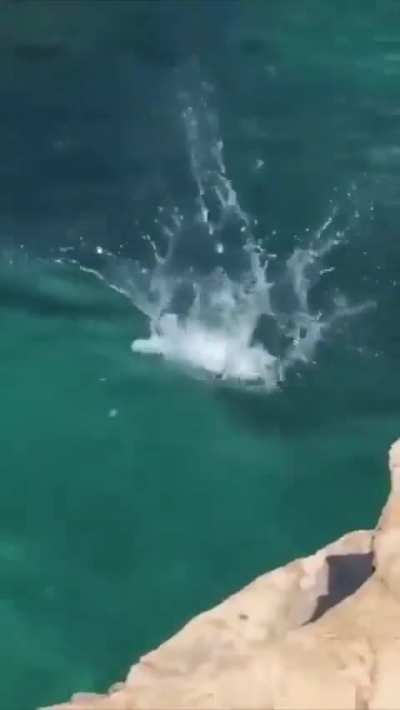 A dog that loves water
