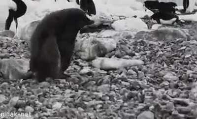 Chubby Penguin Trips and then Shakes it off