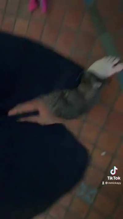 Was gone for less than 48 hours and left him 4 bowls of food, 4 bowls of water and a clean litter box….