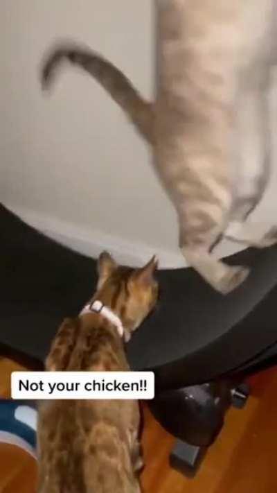 Cat attempts to steal chicken, escapes onto a running-wheel