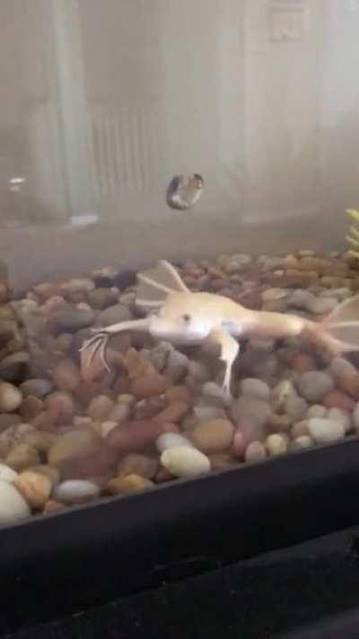 This is why I have to hand feed him