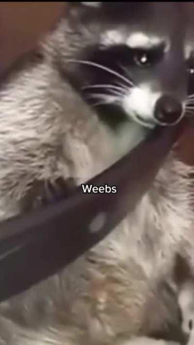 Step 1: Wake Up, Step 2: 😐