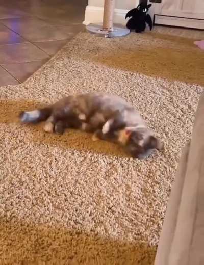 He just wanted to say Hi..🐈🐾😅