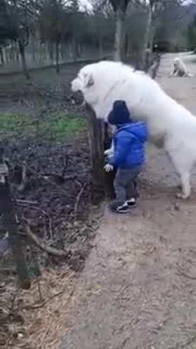 I’mma delete this crosspost soon after I just need to summon u/savevideo and r/aww won’t let me