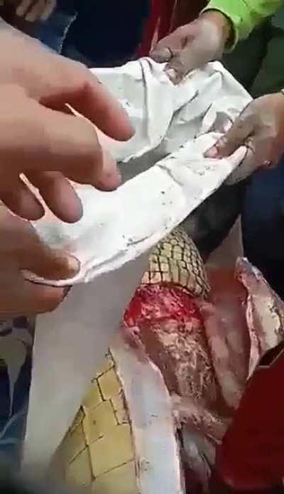 They remove the remains of a person from the inside of a giant crocodile (NSFW)