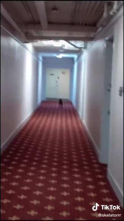 Bro dogs got a 6th sense