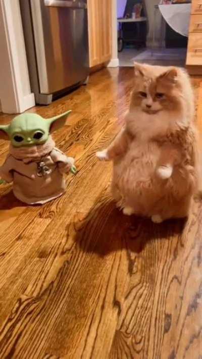 Cat.