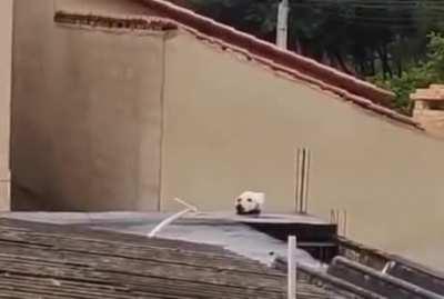 How do you name this illusion!