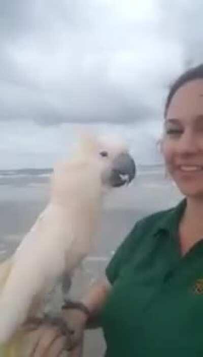 Cockatoo is fuckin STOKED to be at the beach