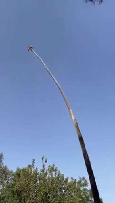 Cutting a palm tree.