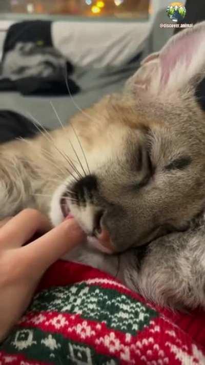 Is ok .. I won't bite