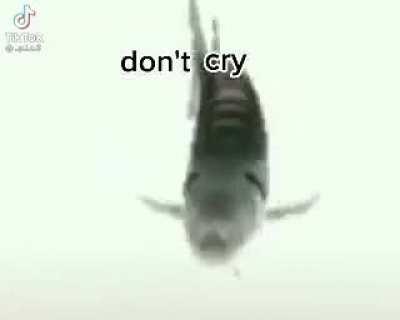 Fish = no cry