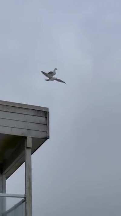 Segulls are considering patent infringement cases against Uber and Lyft