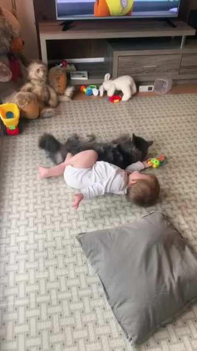 My sister recorded her pregnancy journey with the cat.