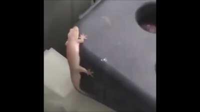 mr lizzards wild ride