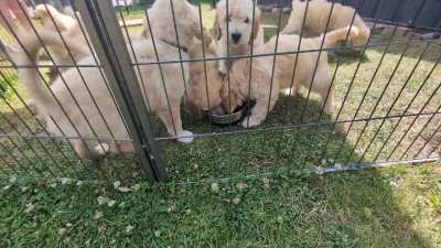 Hunde Leben? Beste Leben! ❤️