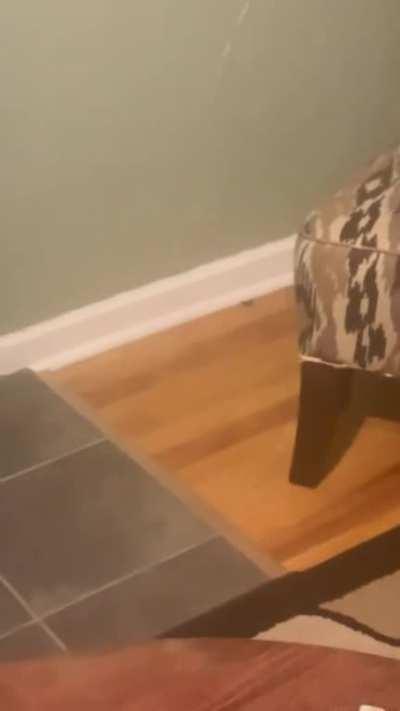 Giant spider, part one