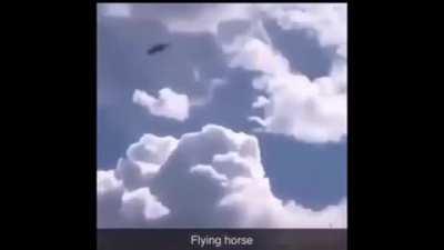/fly