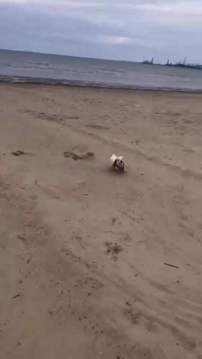 Dog goes Berserk After Going Off Leash