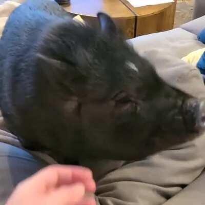 Happy Simon wagging his tail