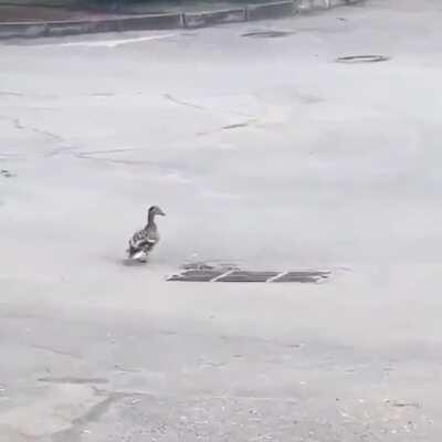 Leading the craw, not locking back