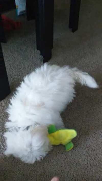 My new pup is still learning how tug of war works.