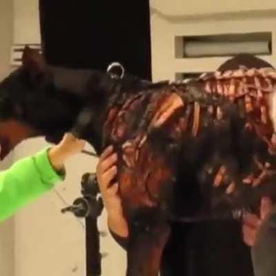 The Zombie dog from the Resident Evil movie, behind the scenes.