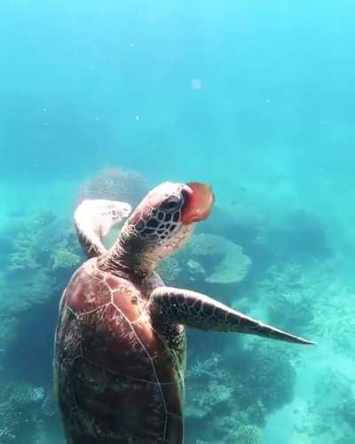🔥 A sea turtle munching on a jellyfish 🔥