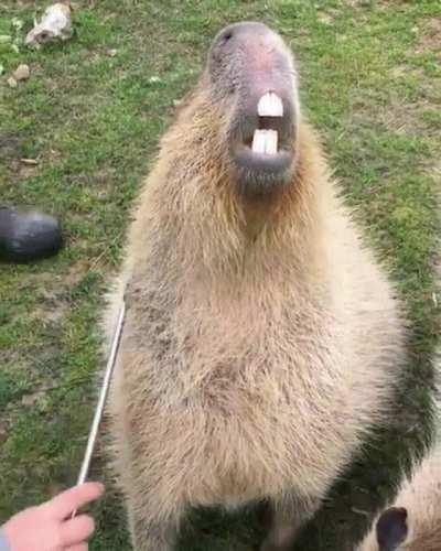 C A P Y B O Y E enjoyin some scratches