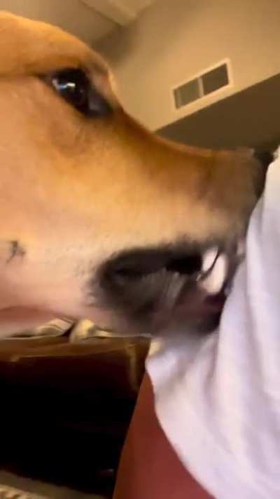 Grooming the owner..