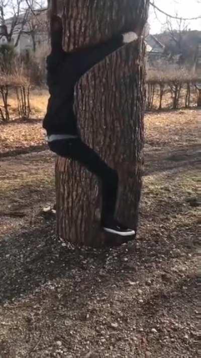 Чтобы понять дерево, тебе нужно думать как дерево, стать частью дерева.