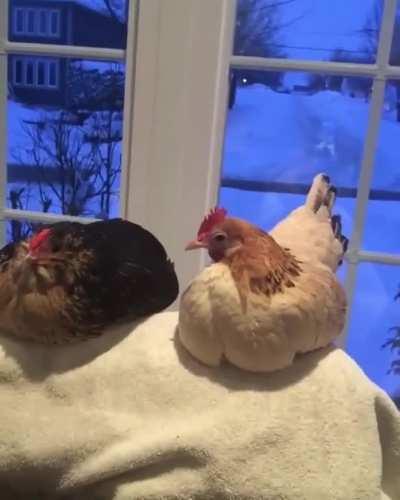 Purring Feather Loafs