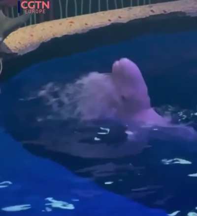 The look on mr belugas face😅