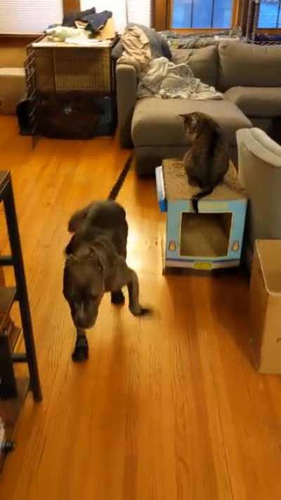 Put boots on my girl Korra, she did her best