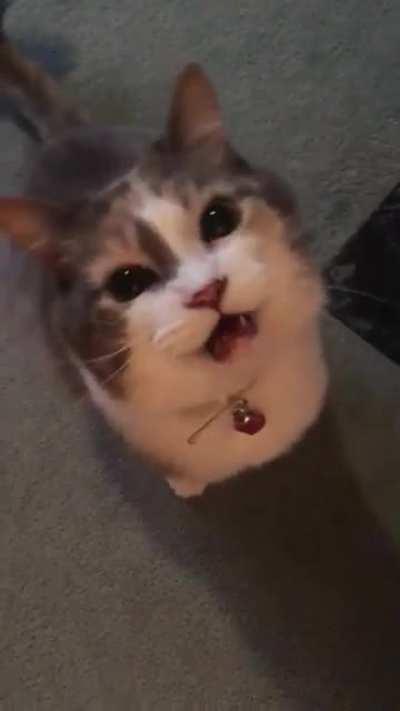 I miss being screamed at by this lying, angel-faced thief more than words can express 🥺💔