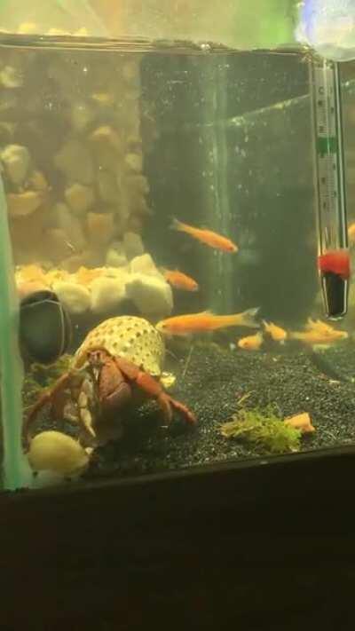 One of my crabs exploring his new pool for the first time