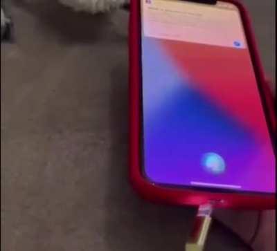 Siri, what the actual