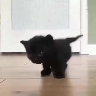 BLacK PanTHer STalKS caMEraMAn