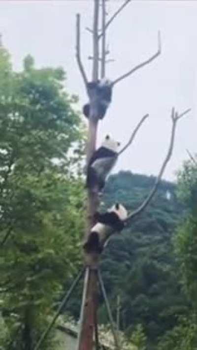 pandas being themselves