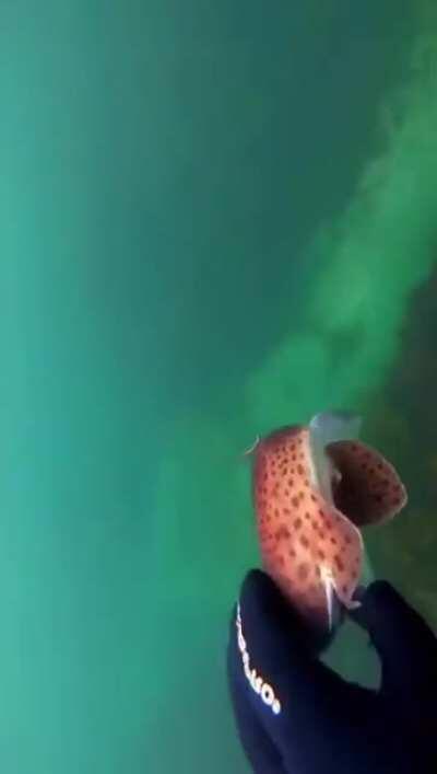 Sempai, please don't look at me with those eyes! BAKA!