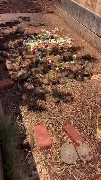 Variety Salad Munching