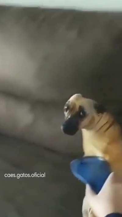 DoG FucKing DiEs FrOm ScarY SaNdle of DeatH