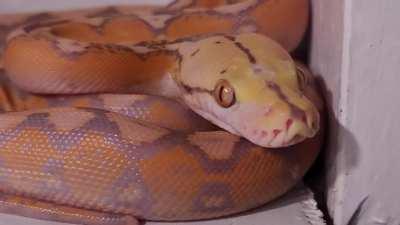 I cannot believe the love I have for this b-e-a-utiful noodle