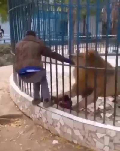 Another dumbass messing up with big cats