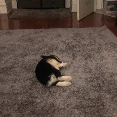 RARE a flop caught on camera (featuring Bootsie)