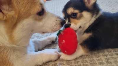 Gwendolen is lucky to have the gentlest big brother, Gus