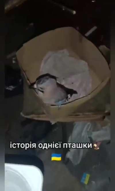 Ukrainian defender saved a jay that was hanging on a tripwire. He managed to save the bird and took the bird out in his dugout. He jokingly called it a “Ukrainian fighting falcon”
